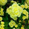 Yellow Lady Banks Climbing Rose Live Plant – Fragrant Flowers – 4" Pot – Outdoor - Image 1