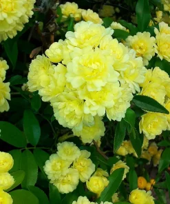 Yellow Lady Banks Climbing Rose Live Plant – Fragrant Flowers – 4