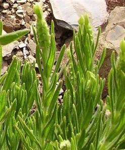 Yellow Lavender Seeds - Lavandula Viridis (20 Seeds) - Fragrant Herb - Image 2