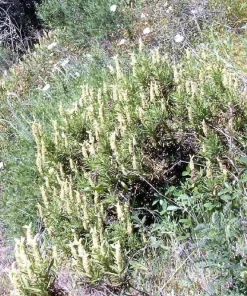 Yellow Lavender Seeds - Lavandula Viridis (20 Seeds) - Fragrant Herb - Image 3