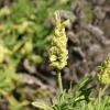 Yellow Lavender Seeds - Lavandula Viridis (20 Seeds) - Fragrant Herb - Image 1
