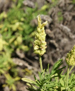 Yellow Lavender Seeds - Lavandula Viridis (20 Seeds) - Fragrant Herb - Image 1