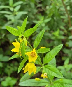 Yellow Loosestrife Perennial Bare Root Plants - 10 Pack Outdoor Flowering - Image 2