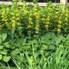 Yellow Loosestrife Perennial Bare Root Plants - 10 Pack Outdoor Flowering - Image 1