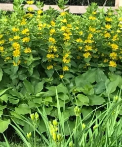 Yellow Loosestrife Perennial Bare Root Plants - 10 Pack Outdoor Flowering - Image 1