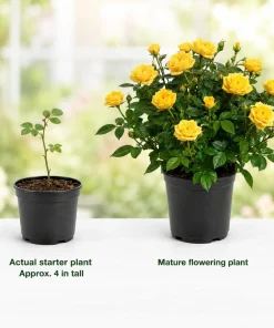Yellow Miniature Rose Live Plant, 4-6