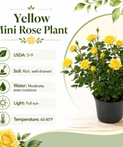 Yellow Miniature Rose Live Plant, 4-6