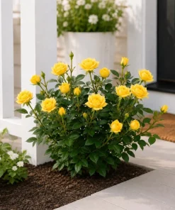 Yellow Miniature Rose Live Plant, 4-6
