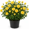 Yellow Miniature Rose Live Plant, 4-6" Tall in 4" Pot, Compact Bush - Image 1