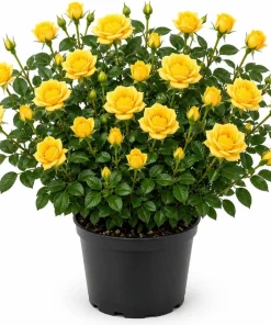 Yellow Miniature Rose Live Plant, 4-6" Tall in 4" Pot, Compact Bush - Image 1