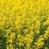 Yellow Mustard Seeds 500+ Count - Microgreens & Culinary Herb - Indoor/Outdoor - Image 1