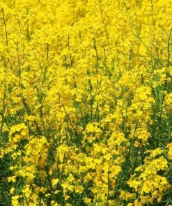 Yellow Mustard Seeds 500+ Count - Microgreens & Culinary Herb - Indoor/Outdoor - Image 1