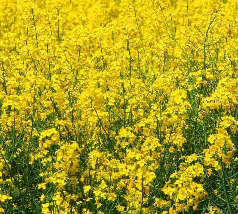 Yellow Mustard Seeds 500+ Count - Microgreens & Culinary Herb - Indoor/Outdoor - Image 1