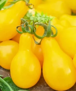 Yellow Pear Tomato Seeds - Non-GMO Heirloom Vegetable Seeds for Gardening - Image 1