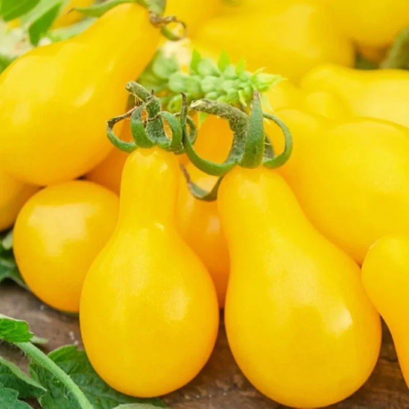 Yellow Pear Tomato Seeds - Non-GMO Heirloom Vegetable Seeds for Gardening - Image 1