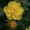 Yellow Rose Live Plant - OSO Easy Lemon Zest Rebloomer - 4 inch Pot - Image 1
