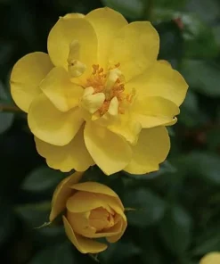 Yellow Rose Live Plant - OSO Easy Lemon Zest Rebloomer - 4 inch Pot - Image 1