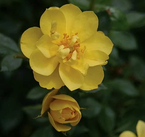 Yellow Rose Live Plant - OSO Easy Lemon Zest Rebloomer - 4 inch Pot - Image 1
