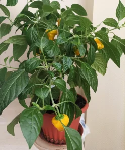Yellow Scotch Bonnet Pepper Seeds - 40 Count - Very Hot Jamaican Chile Seeds - Image 2