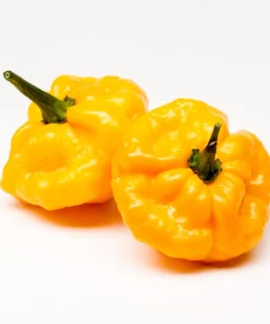 Yellow Scotch Bonnet Pepper Seeds - 40 Count - Very Hot Jamaican Chile Seeds - Image 4