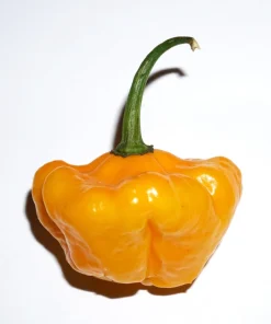 Yellow Scotch Bonnet Pepper Seeds - 40 Count - Very Hot Jamaican Chile Seeds - Image 5