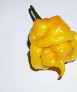 Yellow Scotch Bonnet Pepper Seeds - 40 Count - Very Hot Jamaican Chile Seeds - Image 6