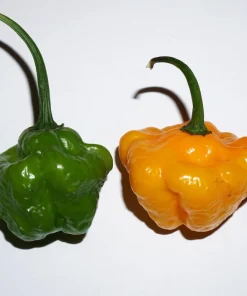Yellow Scotch Bonnet Pepper Seeds - 40 Count - Very Hot Jamaican Chile Seeds - Image 7