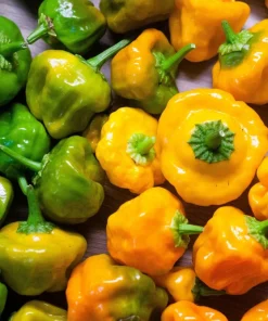 Yellow Scotch Bonnet Pepper Seeds - 40 Count - Very Hot Jamaican Chile Seeds - Image 8