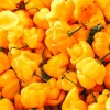 Yellow Scotch Bonnet Pepper Seeds - 40 Count - Very Hot Jamaican Chile Seeds - Image 1