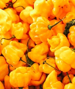 Yellow Scotch Bonnet Pepper Seeds - 40 Count - Very Hot Jamaican Chile Seeds - Image 1