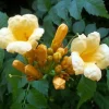Yellow Trumpet Vine Live Plant - Campsis radicans 'Flava' - 2.5" Pot - Outdoor Climbing Vine - Image 1