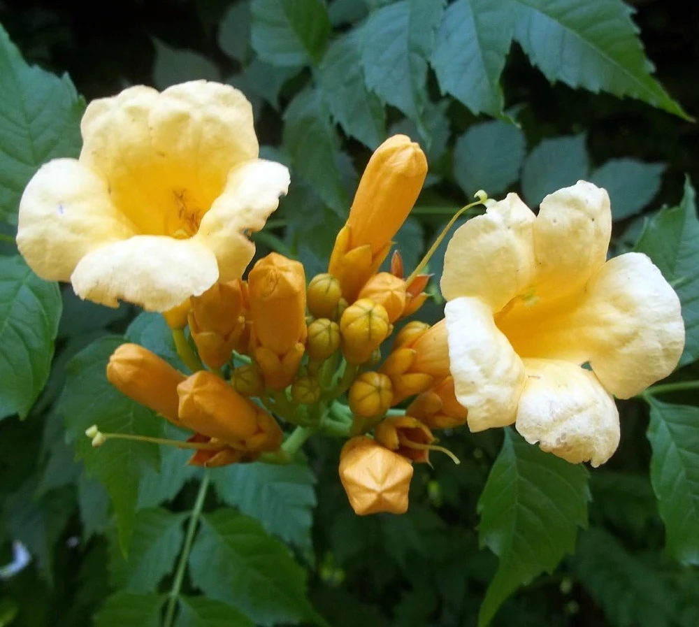 Yellow Trumpet Vine Live Plant - Campsis radicans 'Flava' - 2.5" Pot - Outdoor Climbing Vine - Image 1