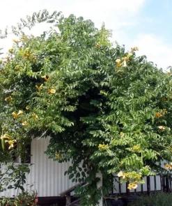 Yellow Trumpet Vine Live Plant - Campsis radicans 'Flava' - 2.5" Pot - Outdoor Climbing Vine - Image 2