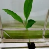 Yellow Turmeric Live Plant 5-10 Inches Tall (Curcuma Longa) - Indoor/Outdoor - Image 1