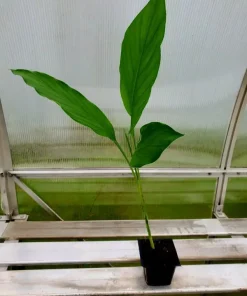 Yellow Turmeric Live Plant 5-10 Inches Tall (Curcuma Longa) - Indoor/Outdoor - Image 1