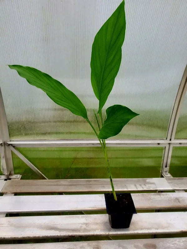 Yellow Turmeric Live Plant 5-10 Inches Tall (Curcuma Longa) - Indoor/Outdoor - Image 1