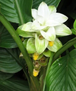 Yellow Turmeric Root Live Plant - Curcuma Longa - 4" Pot - Image 2