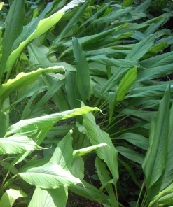 Yellow Turmeric Root Live Plant - Curcuma Longa - 4