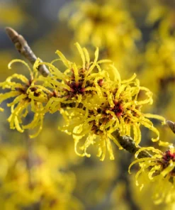 Yellow Witch Hazel Live Plant - Hamamelis Shrub, 6-12 Inch Tall, Quart Pot - Image 5
