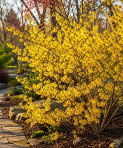 Yellow Witch Hazel Live Plant - Hamamelis Shrub, 6-12 Inch Tall, Quart Pot - Image 8