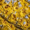 Yellow Witch Hazel Live Plant - Hamamelis Shrub, 6-12 Inch Tall, Quart Pot - Image 1