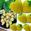 Yellow Wonder Alpine Strawberry Seeds – 10 Seeds – Bird Resistant, Zones 4-9 - Image 1