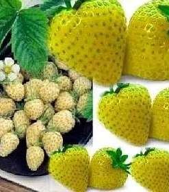 Yellow Wonder Alpine Strawberry Seeds – 10 Seeds – Bird Resistant, Zones 4-9 - Image 1