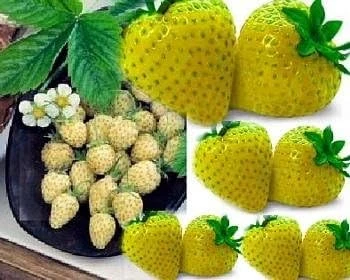 Yellow Wonder Alpine Strawberry Seeds – 10 Seeds – Bird Resistant, Zones 4-9 - Image 1