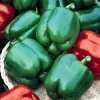 Yolo Wonder Sweet Pepper Seeds - 20 Count - Green to Red Bell Pepper Seeds - Image 1