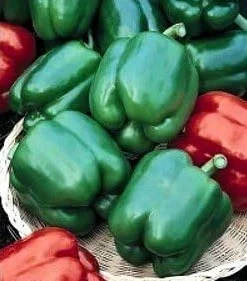 Yolo Wonder Sweet Pepper Seeds - 20 Count - Green to Red Bell Pepper Seeds - Image 1