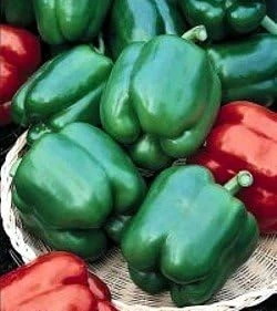 Yolo Wonder Sweet Pepper Seeds - 20 Count - Green to Red Bell Pepper Seeds - Image 1