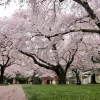 Yoshino Flowering Cherry Tree - 6-12" Tall Live Plant - 3" Pot - Outdoor - Image 1