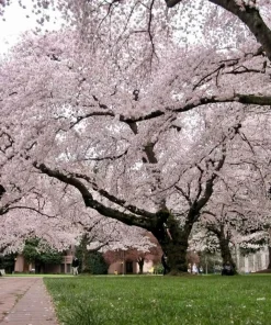 Yoshino Flowering Cherry Tree - 6-12
