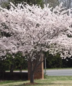 Yoshino Flowering Cherry Tree - 6-12
